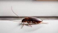 Live cockroach inside body