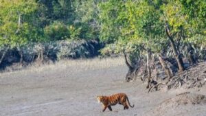 Rescued tiger dies