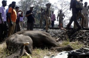 Train crushes 2 elephants to death